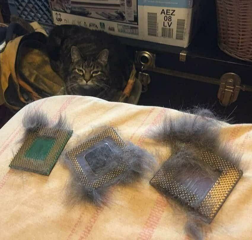 Don't let your cat near your processor