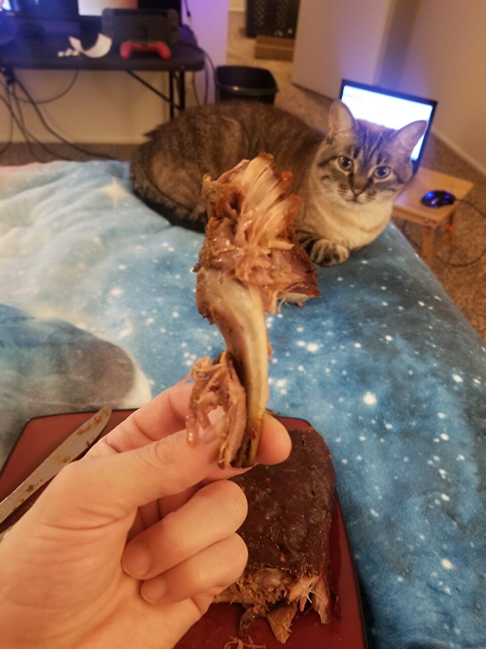 Teasing a cat with ribs